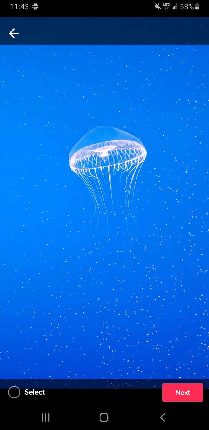 TikTok视频选择画面
